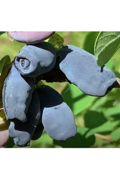 Ягода жимолості Honey Bee з характерною видовженою формою